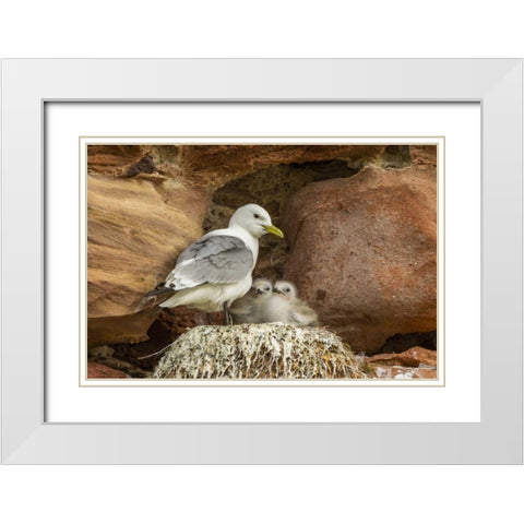 Scotland, Dunbar Kittiwake parent and chicks White Modern Wood Framed Art Print with Double Matting by Illg, Cathy and Gordon