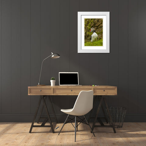 Scotland, Shetland Isl Atlantic puffin with fish White Modern Wood Framed Art Print with Double Matting by Illg, Cathy and Gordon