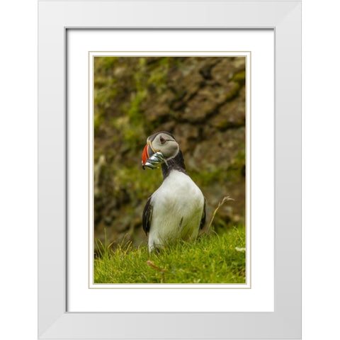 Scotland, Shetland Isl Atlantic puffin with fish White Modern Wood Framed Art Print with Double Matting by Illg, Cathy and Gordon