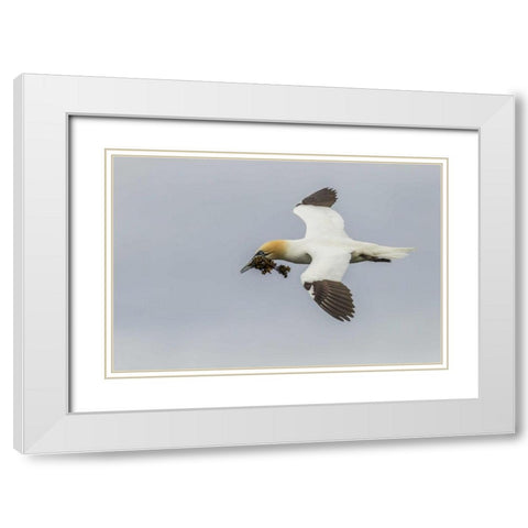 Scotland, Shetland Isl Flying gannet with twig White Modern Wood Framed Art Print with Double Matting by Illg, Cathy and Gordon