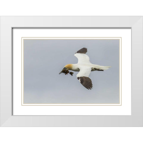 Scotland, Shetland Isl Flying gannet with twig White Modern Wood Framed Art Print with Double Matting by Illg, Cathy and Gordon