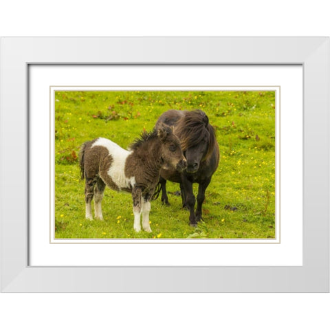 Shetland Islands Shetland pony and offspring White Modern Wood Framed Art Print with Double Matting by Illg, Cathy and Gordon