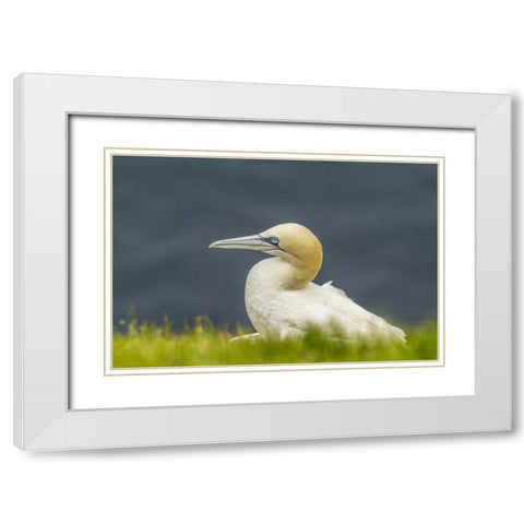 Scotland, Shetland Islands Northern gannet White Modern Wood Framed Art Print with Double Matting by Illg, Cathy and Gordon