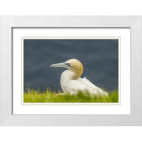 Scotland, Shetland Islands Northern gannet White Modern Wood Framed Art Print with Double Matting by Illg, Cathy and Gordon