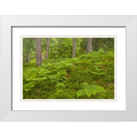 Europe, Scotland, Cairngorm NP Forest ferns White Modern Wood Framed Art Print with Double Matting by Illg, Cathy and Gordon