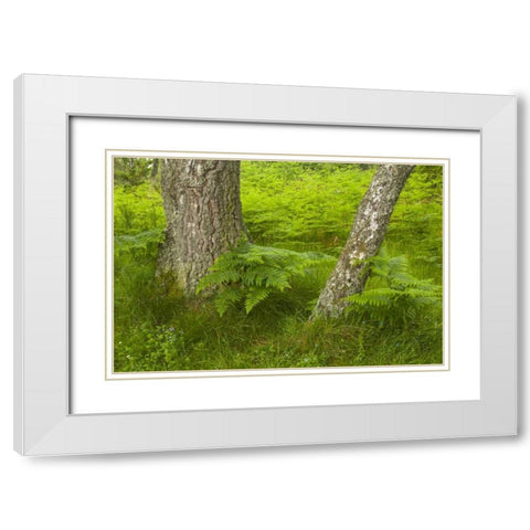 Europe, Scotland, Cairngorm NP Forest ferns White Modern Wood Framed Art Print with Double Matting by Illg, Cathy and Gordon