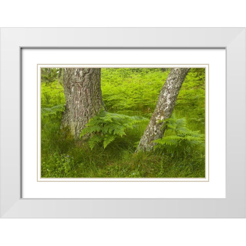 Europe, Scotland, Cairngorm NP Forest ferns White Modern Wood Framed Art Print with Double Matting by Illg, Cathy and Gordon