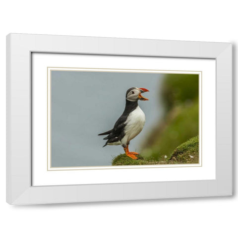 Scotland, Shetland Islands Atlantic puffin White Modern Wood Framed Art Print with Double Matting by Illg, Cathy and Gordon