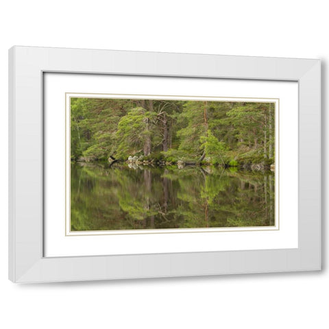 Scotland, Cairngorm NP Calm lake in forest White Modern Wood Framed Art Print with Double Matting by Illg, Cathy and Gordon