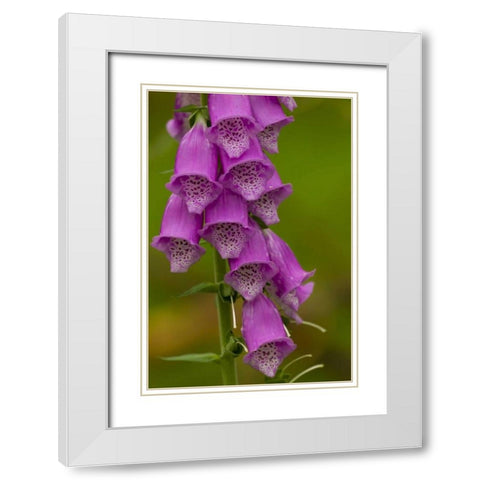 Europe, Scotland, Cairngorm NP Foxglove flowers White Modern Wood Framed Art Print with Double Matting by Illg, Cathy and Gordon