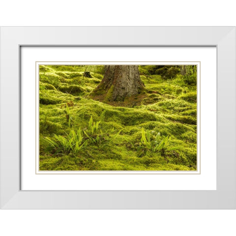 Europe, Scotland, Cairngorm NP Forest ferns White Modern Wood Framed Art Print with Double Matting by Illg, Cathy and Gordon