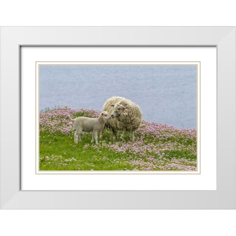 Scotland, Shetland Islands Ewe mother and lamb White Modern Wood Framed Art Print with Double Matting by Illg, Cathy and Gordon