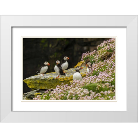 Scotland, Shetland Islands Atlantic puffins White Modern Wood Framed Art Print with Double Matting by Illg, Cathy and Gordon