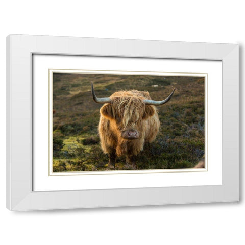 Scotland-The Isle of Skye Close-up of highland cow White Modern Wood Framed Art Print with Double Matting by Jaynes Gallery