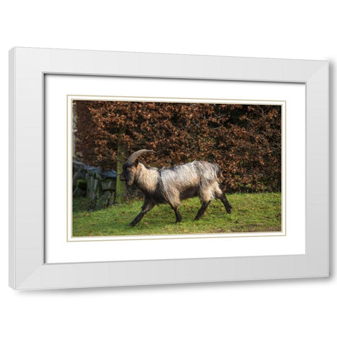 Scotland Dutch landrace goat walking White Modern Wood Framed Art Print with Double Matting by Jaynes Gallery