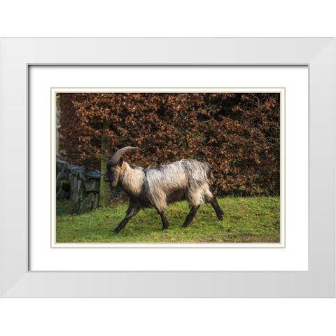 Scotland Dutch landrace goat walking White Modern Wood Framed Art Print with Double Matting by Jaynes Gallery