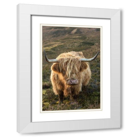 Scotland-The Isle of Skye Close-up of highland cow White Modern Wood Framed Art Print with Double Matting by Jaynes Gallery