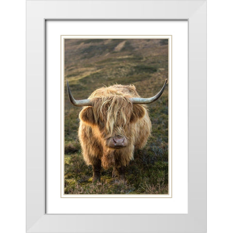 Scotland-The Isle of Skye Close-up of highland cow White Modern Wood Framed Art Print with Double Matting by Jaynes Gallery