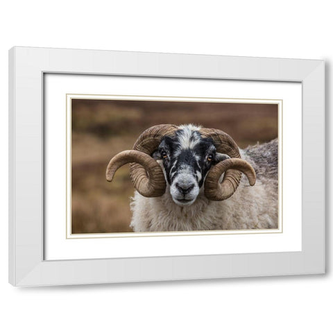 Scotland Scottish black-faced sheep head close-up White Modern Wood Framed Art Print with Double Matting by Jaynes Gallery