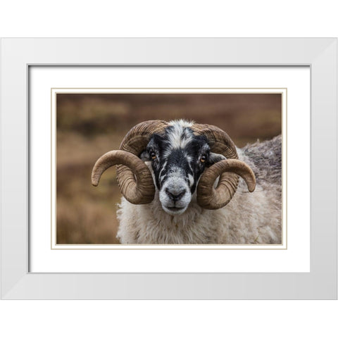 Scotland Scottish black-faced sheep head close-up White Modern Wood Framed Art Print with Double Matting by Jaynes Gallery