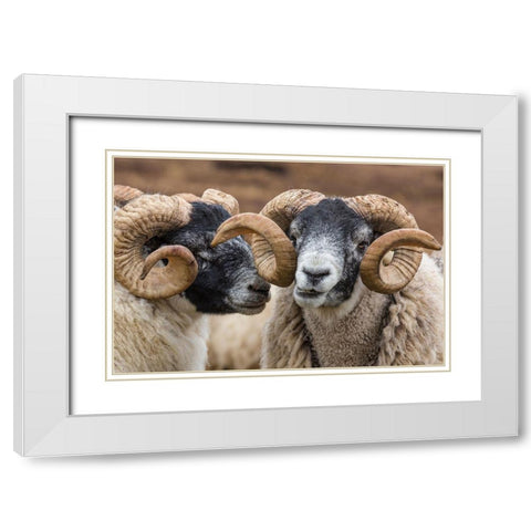 Scotland Scottish black-faced sheep close-up White Modern Wood Framed Art Print with Double Matting by Jaynes Gallery