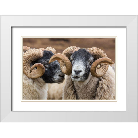 Scotland Scottish black-faced sheep close-up White Modern Wood Framed Art Print with Double Matting by Jaynes Gallery
