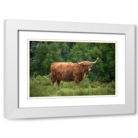 Scotland-The Isle of Skye Close-up of highland cow White Modern Wood Framed Art Print with Double Matting by Jaynes Gallery