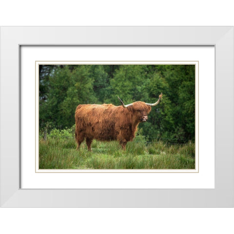 Scotland-The Isle of Skye Close-up of highland cow White Modern Wood Framed Art Print with Double Matting by Jaynes Gallery
