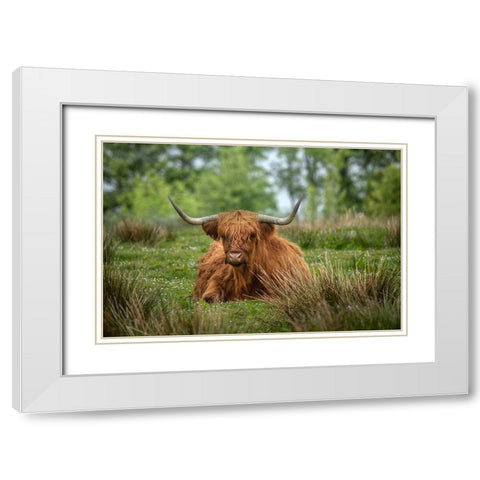 Scotland-The Isle of Skye Close-up of highland cow White Modern Wood Framed Art Print with Double Matting by Jaynes Gallery