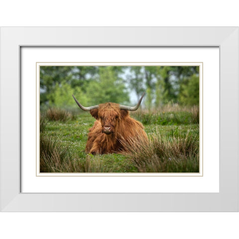 Scotland-The Isle of Skye Close-up of highland cow White Modern Wood Framed Art Print with Double Matting by Jaynes Gallery