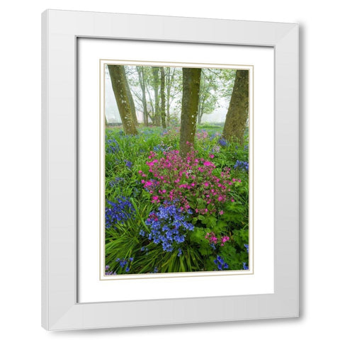 Scotland Wildflower scenic White Modern Wood Framed Art Print with Double Matting by Jaynes Gallery