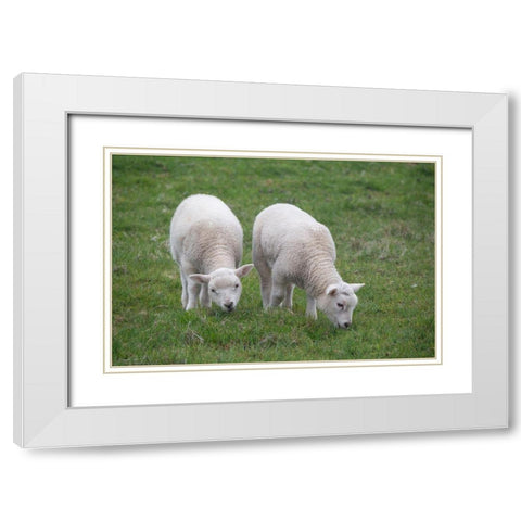 Great Britain-Shetland-Fair Isle Shetland sheep-twin lambs White Modern Wood Framed Art Print with Double Matting by Hopkins, Cindy Miller