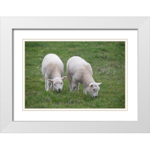 Great Britain-Shetland-Fair Isle Shetland sheep-twin lambs White Modern Wood Framed Art Print with Double Matting by Hopkins, Cindy Miller