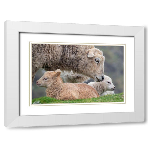 Great Britain-Shetland-Fair Isle Shetland sheep-ewe with lamb White Modern Wood Framed Art Print with Double Matting by Hopkins, Cindy Miller