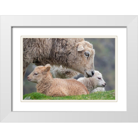 Great Britain-Shetland-Fair Isle Shetland sheep-ewe with lamb White Modern Wood Framed Art Print with Double Matting by Hopkins, Cindy Miller