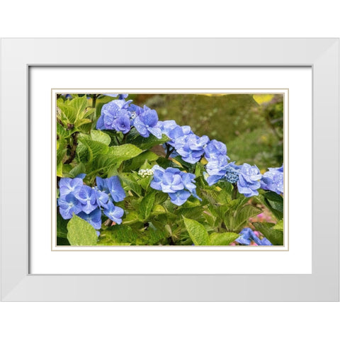 Hydrangea growing in the gardens of Dunvegan Castle in northern Isle of Skye White Modern Wood Framed Art Print with Double Matting by Ostrowitz, Mallorie