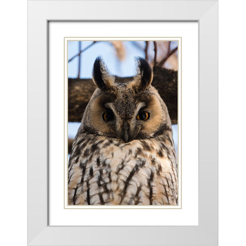 Long-eared owl-Asio otus-Kikinda-Serbia White Modern Wood Framed Art Print with Double Matting by Pitamitz, Sergio