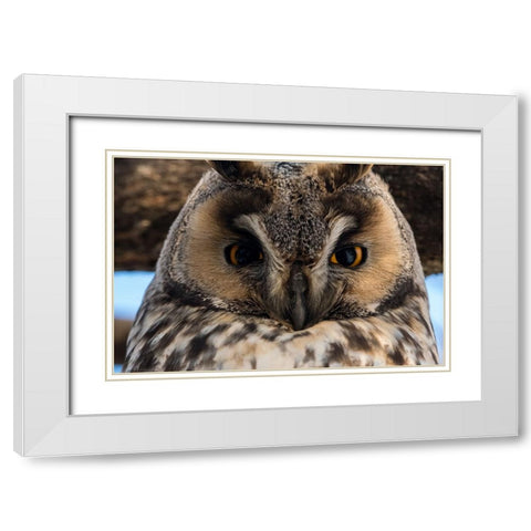 Long-eared owl-Asio otus-Kikinda-Serbia White Modern Wood Framed Art Print with Double Matting by Pitamitz, Sergio