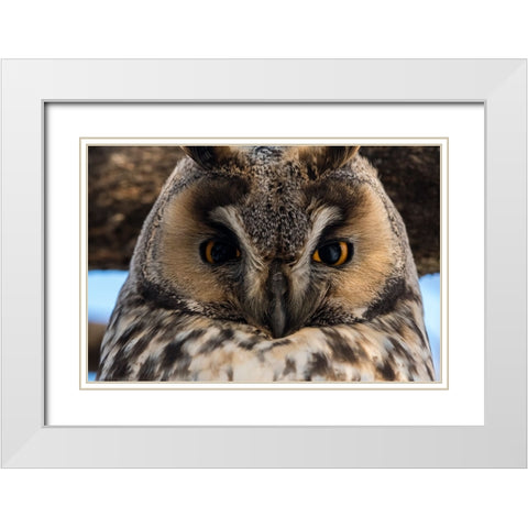 Long-eared owl-Asio otus-Kikinda-Serbia White Modern Wood Framed Art Print with Double Matting by Pitamitz, Sergio