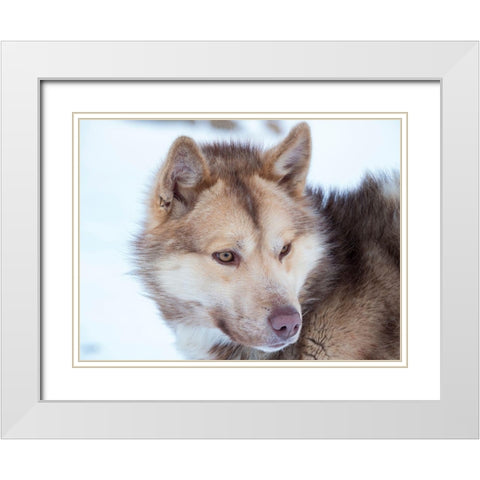 Sled dog during winter in Uummannaq in Greenland Dog teams are still draft animals White Modern Wood Framed Art Print with Double Matting by Zwick, Martin
