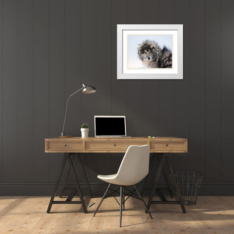 Sled dog during winter in Uummannaq in Greenland Dog teams are still draft animals White Modern Wood Framed Art Print with Double Matting by Zwick, Martin