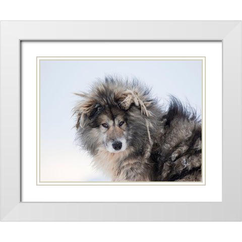 Sled dog during winter in Uummannaq in Greenland Dog teams are still draft animals White Modern Wood Framed Art Print with Double Matting by Zwick, Martin