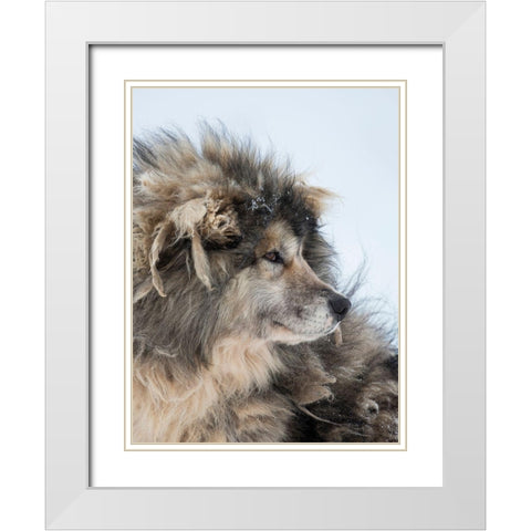 Sled dog during winter in Uummannaq in Greenland Dog teams are still draft animals White Modern Wood Framed Art Print with Double Matting by Zwick, Martin
