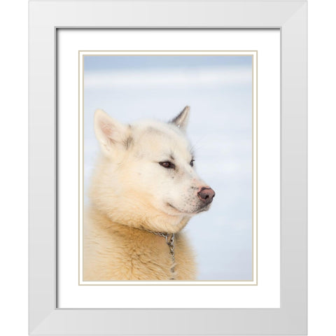 Sled dog during winter in Uummannaq in Greenland Dog teams are still draft animals White Modern Wood Framed Art Print with Double Matting by Zwick, Martin