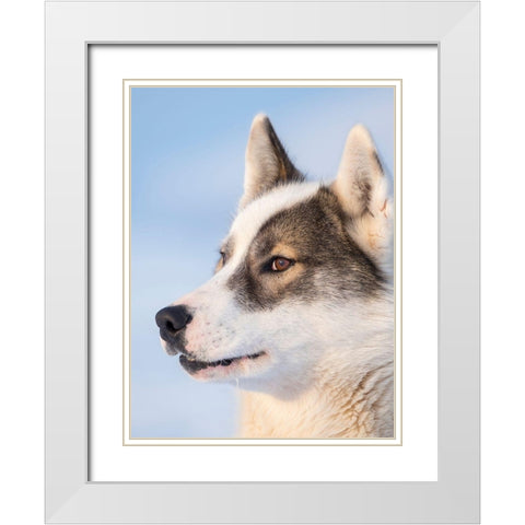 Sled dog during winter in Uummannaq in Greenland Dog teams are still draft animals White Modern Wood Framed Art Print with Double Matting by Zwick, Martin