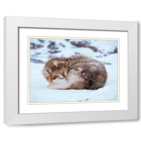Sled dog during winter in Uummannaq in Greenland Dog teams are still draft animals White Modern Wood Framed Art Print with Double Matting by Zwick, Martin