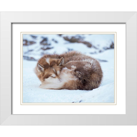 Sled dog during winter in Uummannaq in Greenland Dog teams are still draft animals White Modern Wood Framed Art Print with Double Matting by Zwick, Martin