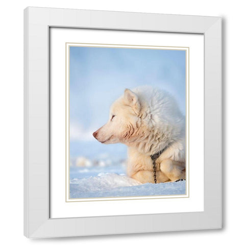 Sled dog during winter in Uummannaq in Greenland Dog teams are still draft animals White Modern Wood Framed Art Print with Double Matting by Zwick, Martin