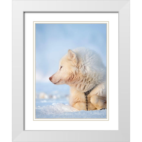 Sled dog during winter in Uummannaq in Greenland Dog teams are still draft animals White Modern Wood Framed Art Print with Double Matting by Zwick, Martin