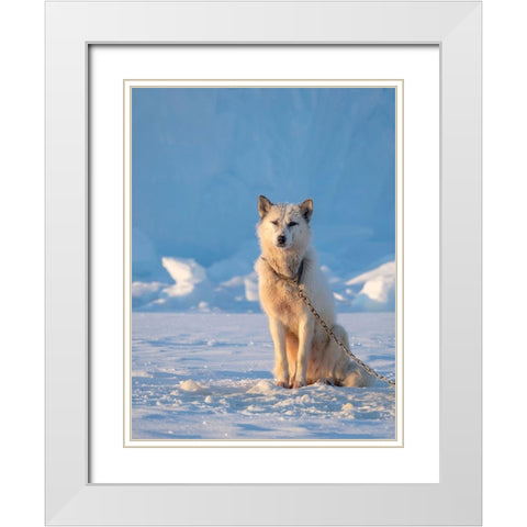 Sled dog during winter in Uummannaq in Greenland Dog teams are still draft animals White Modern Wood Framed Art Print with Double Matting by Zwick, Martin